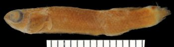 Media type: image;   Ichthyology 6395 Aspect: lateral